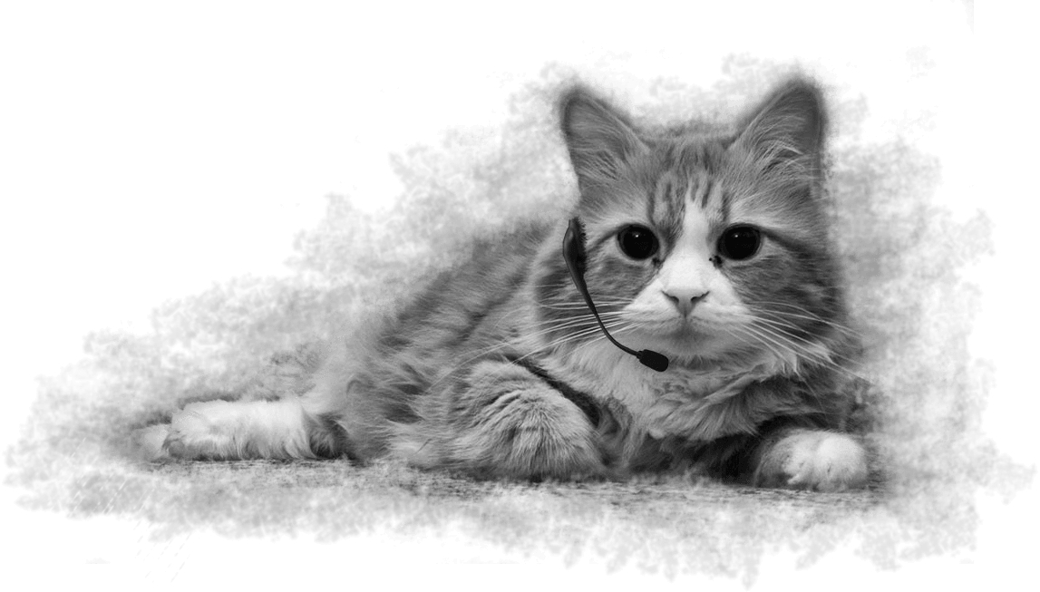 may old friend tarçın